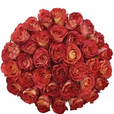 Kytice 35 oranžových růží FINE WINE 80cm