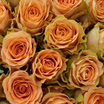 Kytice 35 oranžových růží FLORENTINE