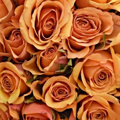 Kytice 35 oranžových růží JULIA 40cm