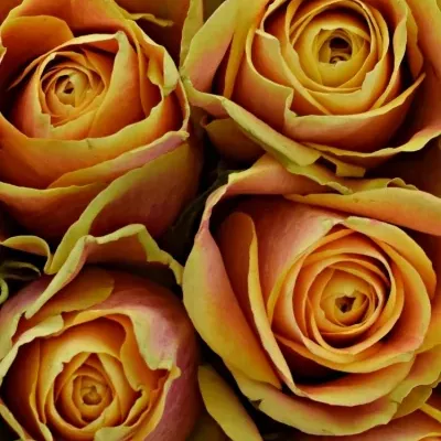 Kytice 35 oranžových růží MARACUJA 40cm