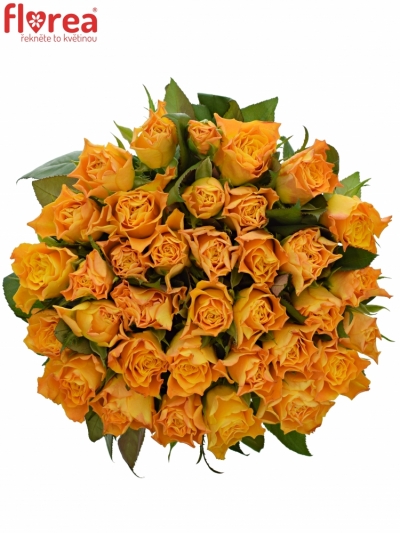 Kytice 35 oranžových růží MARIE-CLAIRE! 50cm