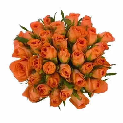 Kytice 35 oranžových růží MILIMA 25cm