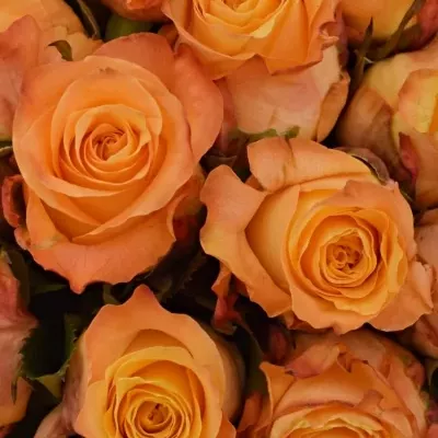 Kytice 35 oranžových růží MONALISA 50cm