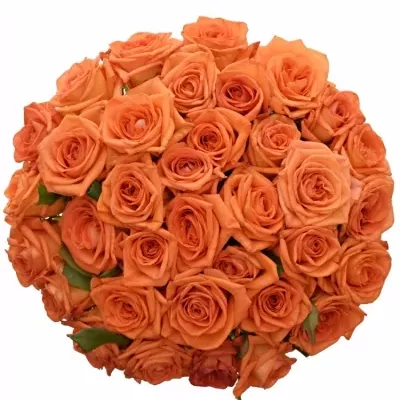 Kytice 35 oranžových růží NARANGA 60cm