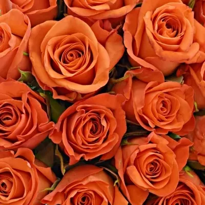 Kytice 35 oranžových růží PATZ 40cm