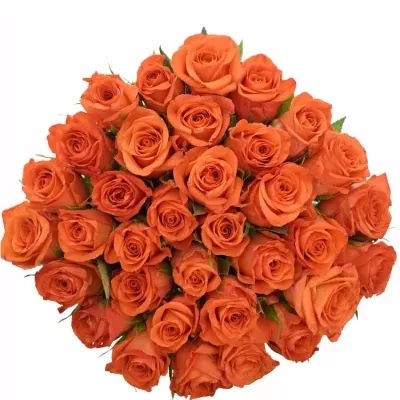 Kytice 35 oranžových růží PATZ 90cm