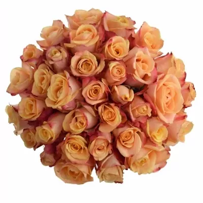 Kytice 35 oranžových růží PEBBLES
