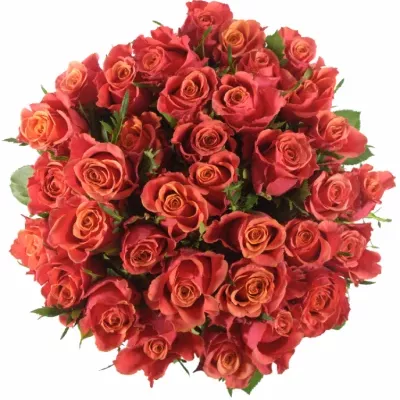 Kytice 35 oranžových růží ROXY 60cm