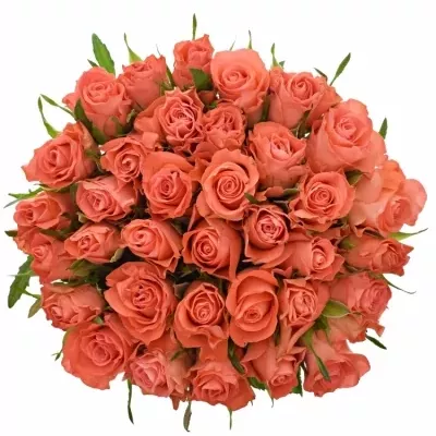 Kytice 35 oranžových růží SIMBA 50cm