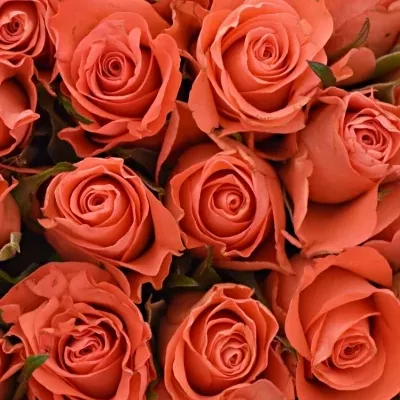 Kytice 35 oranžových růží SIMBA 50cm