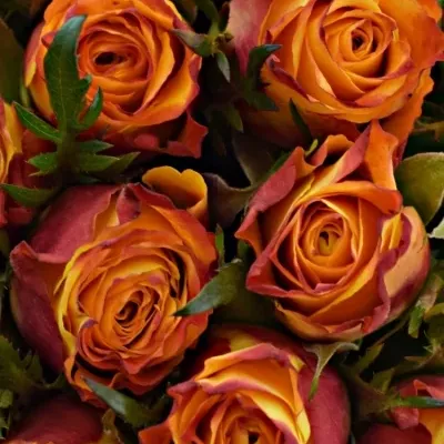 Kytice 35 oranžových růží SOMBRERO 40cm