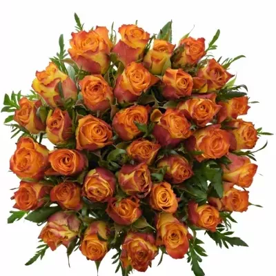 Kytice 35 oranžových růží SOMBRERO 40cm