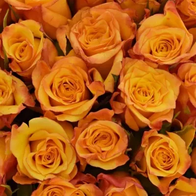 Kytice 35 oranžových růží TIEBREAK 60cm