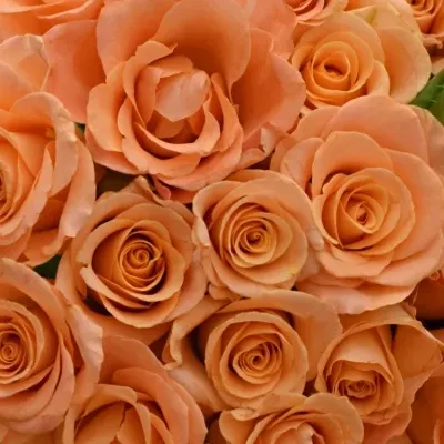 Kytice 35 oranžových růží TRIXX!