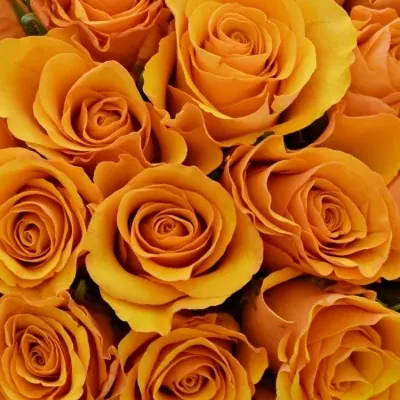 Kytice 35 oranžových růží TYCOON