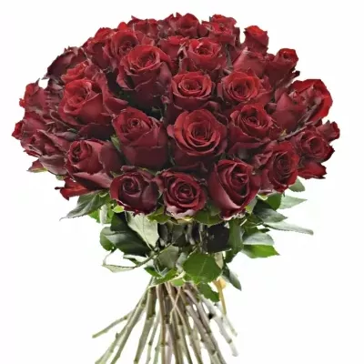 Kytice 35 rudých růží EXPLORER 60cm