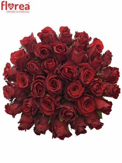 Kytice 35 rudých růží EXPLORER 60cm