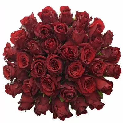 Kytice 35 rudých růží EXPLORER 80cm