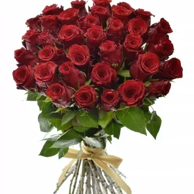 Kytice 35 rudých růží INCREDIBLE 60cm