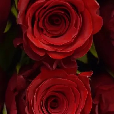 Kytice 35 rudých růží INCREDIBLE 60cm
