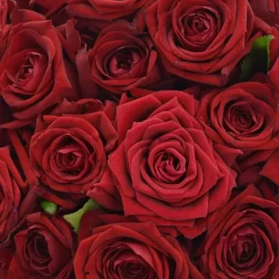 Kytice 35 rudých růží RED NAOMI!