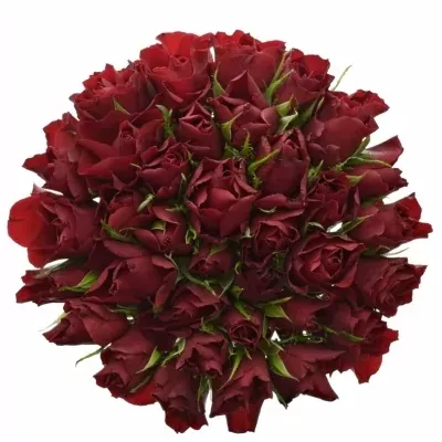 Kytice 35 rudých růží RED TIFFANY 60cm