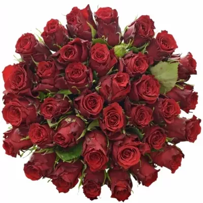 Kytice 35 rudých růží RED TORCH 60cm
