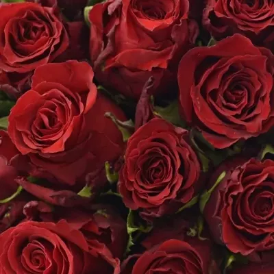 Kytica 35 červených ruží RED TORCH