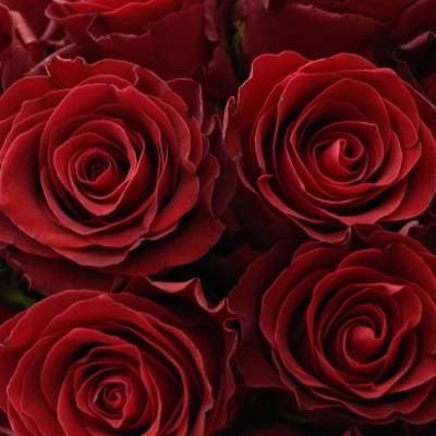 Kytice 35 rudých růží RHODOS