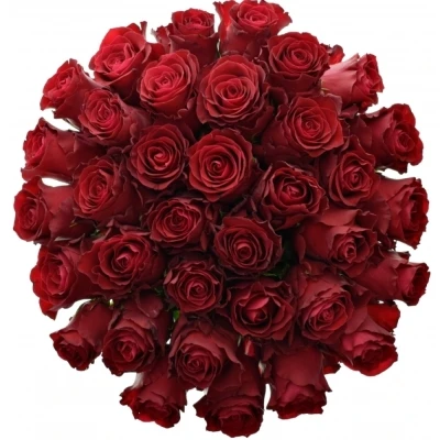 Kytice 35 rudých růží RHODOS