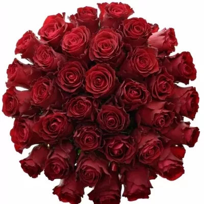 Kytice 35 rudých růží RHODOS