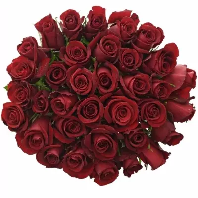Kytice 35 rudých růží THUNDER 50cm