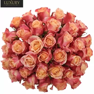 Kytice 35 luxusních růží 3D 50cm