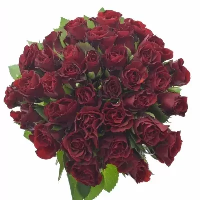 Kytice 35 růží červených TORERO 30cm