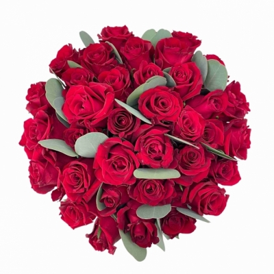 Kytice 35 růží EVER RED 60 cm + EUCALYPTUS