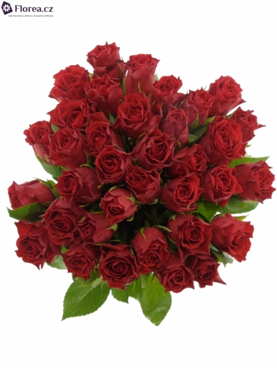 Kytice 35 červených růží HOT BLOOD 40cm