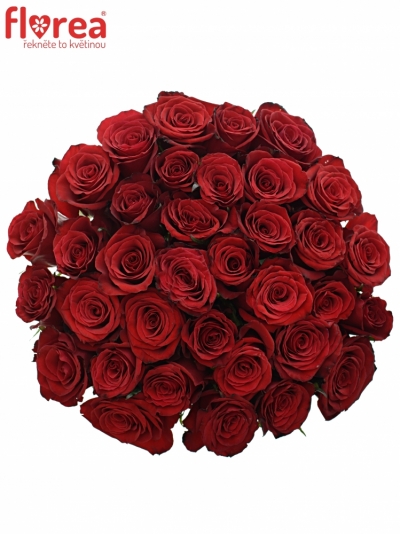 Kytice 35 rudých růží PRESTIGE 45cm