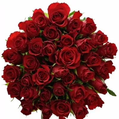 Kytice 35 růží RED CALYPSO