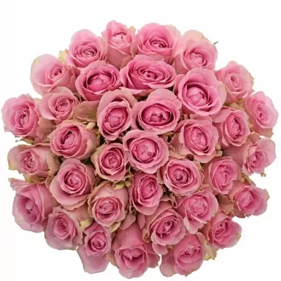 Kytice 35 růžových růží WHAM 60cm