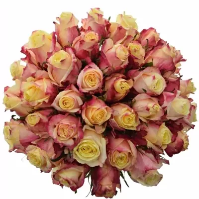 Kytice 35 růžovožlutých růží RIGOLETTO 50cm