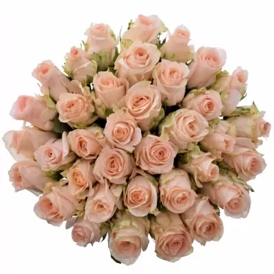 Kytice 35 růžových růží ALINA 40cm