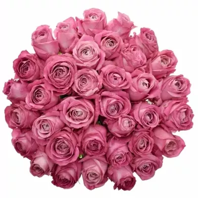 Kytice 35 růžových růží ALL 4 LOVE+ 40cm