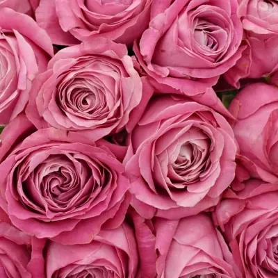 Kytice 35 růžových růží ALL 4 LOVE+