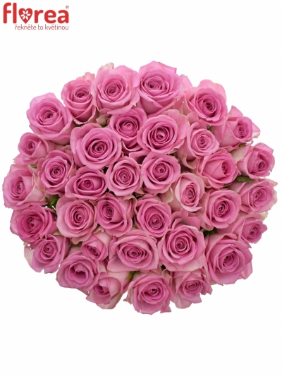 Kytice 35 růžových růží AQUA 55cm