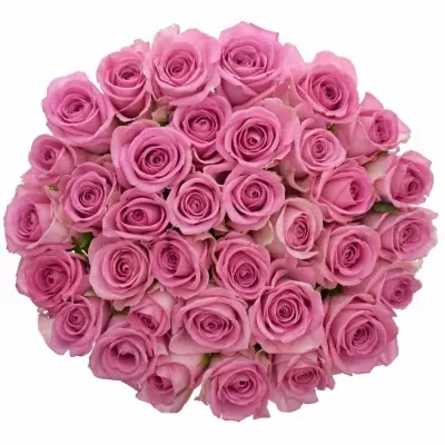 Kytice 35 růžových růží AQUA 80cm