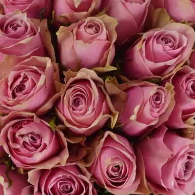 Kytice 35 růžových růží ATHENA ROYALE