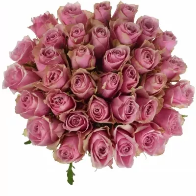Kytice 35 růžových růží ATHENA ROYALE
