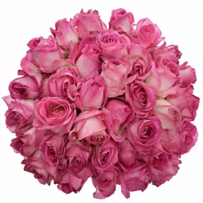 Kytice 35 růžových růží AVALANCHE CANDY+ 80cm
