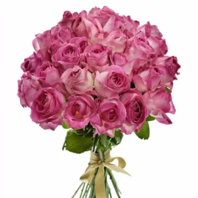 Kytice 35 růžových růží AVALANCHE CANDY+ 60cm