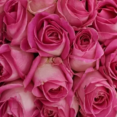 Kytice 35 růžových růží AVALANCHE CANDY+ 60cm